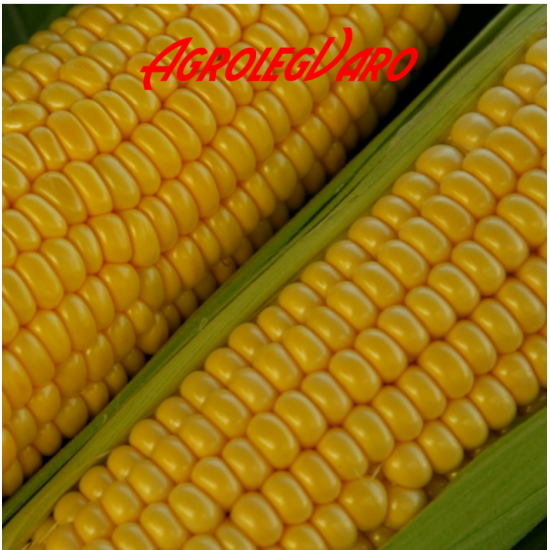 Seminte de porumb zaharat Amyla F1