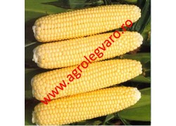 Seminte de porumb zaharat CHALLENGER F1