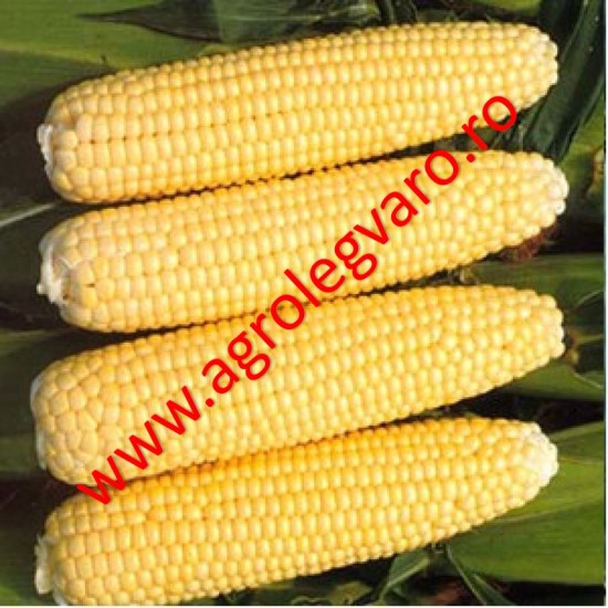 Seminte de porumb zaharat CHALLENGER F1