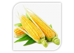 Seminte de porumb zaharat DESERT 78