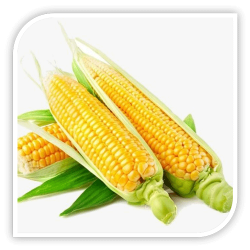 Seminte de porumb zaharat DESERT 78