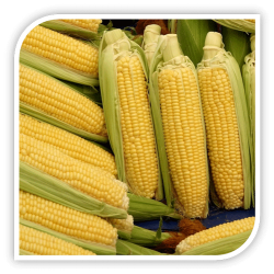 Seminte de porumb zaharat EARLY RISER ( AX 9307 ) F1