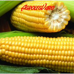 Seminte de porumb zaharat GSS 5649