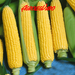 Seminte de porumb zaharat JUBILEE F1