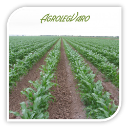 Seminte de porumb zaharat MERITTA F1