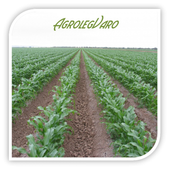 Seminte de porumb zaharat MERITTA F1