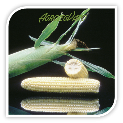 Seminte de porumb zaharat MERITTA F1