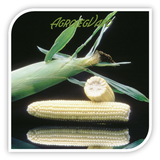 Seminte de porumb zaharat MERITTA F1