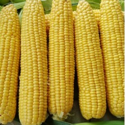 Seminte de porumb zaharat MESSENGER F1