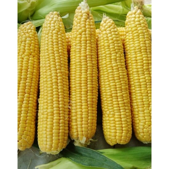 Seminte de porumb zaharat MESSENGER F1