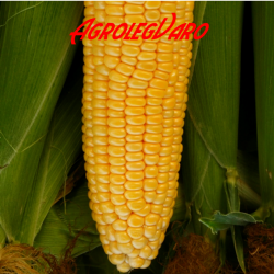 Seminte de porumb zaharat Noa F1