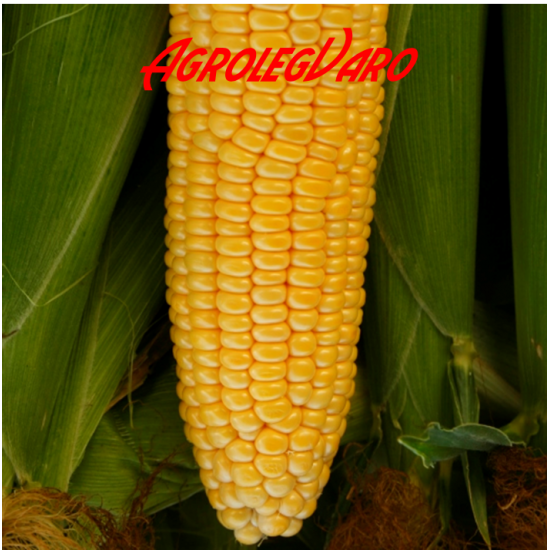Seminte de porumb zaharat Noa F1