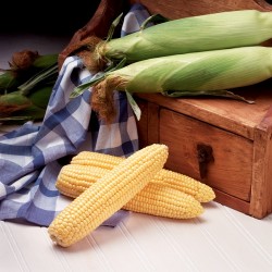 Seminte de porumb zaharat OVERLAND F1