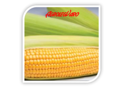 Seminte de porumb zaharat SPIRIT F1