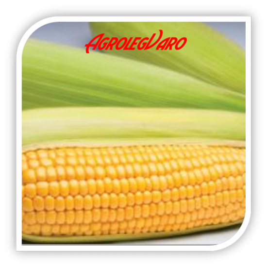 Seminte de porumb zaharat SPIRIT F1