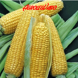 Seminte de porumb zaharat STARSHINE F1