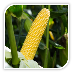 Seminte de porumb zaharat STRONGSTAR F1