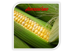 Seminte de porumb zaharat SWEET NUGETS F1