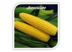 Seminte de porumb zaharat SWEET SPIRIT F1