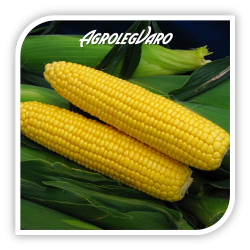 Seminte de porumb zaharat SWEET SPIRIT F1