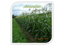 Seminte de porumb zaharat TASTY SWEET F1