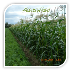 Seminte de porumb zaharat TASTY SWEET F1