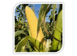 Seminte de porumb zaharat TASTY SWEET F1