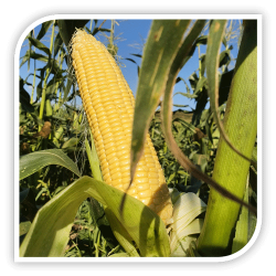 Seminte de porumb zaharat TASTY SWEET F1