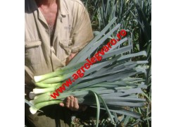 Seminte de praz Lancelot F1