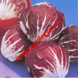 Seminte de radicchio rosso Indigo