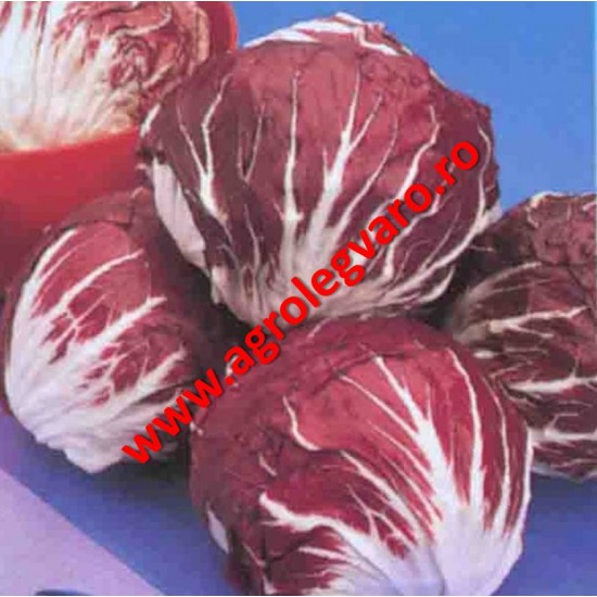 Seminte de radicchio rosso Indigo