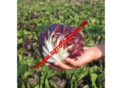 Seminte de radicchio rosso Leonardo