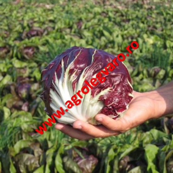 Seminte de radicchio rosso Leonardo