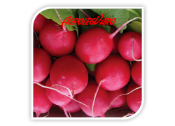 Seminte de ridichi CELESTA F1