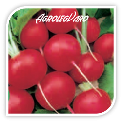 Seminte de ridichi CHERRY BELLE