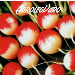 Seminte de ridichi Gaudry