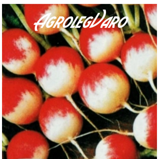 Seminte de ridichi Gaudry