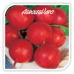 Seminte de ridichi JOHANNA