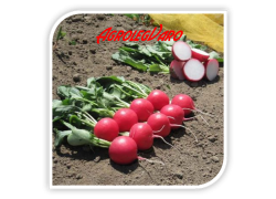 Seminte de ridichi MELITO F1