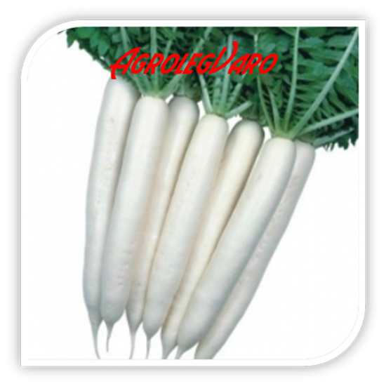 Seminte de ridichi MINOVASE SUMMER CROSS F1