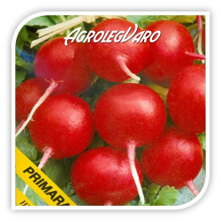 Seminte de ridichi PRIMARA F1