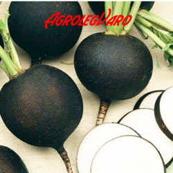 Seminte de ridichi Ronde Zwarte