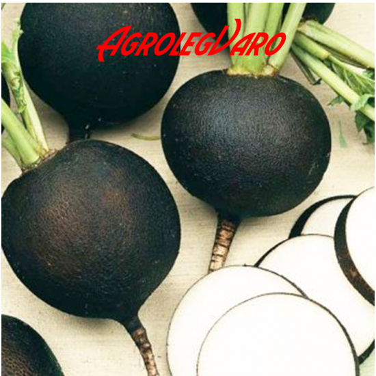 Seminte de ridichi Ronde Zwarte