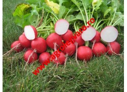 Seminte de ridichi Roxanne F1