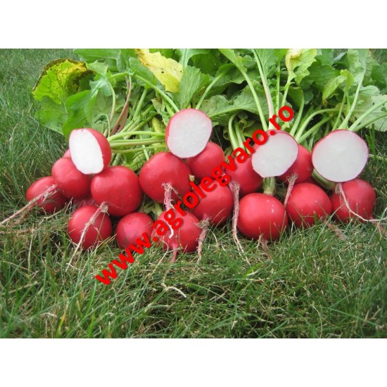 Seminte de ridichi Roxanne F1