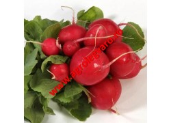 Seminte de ridichi Roxanne F1