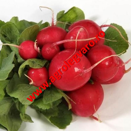 Seminte de ridichi Roxanne F1