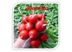 Seminte de ridichi SORA