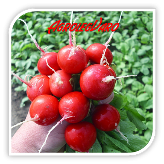 Seminte de ridichi SORA