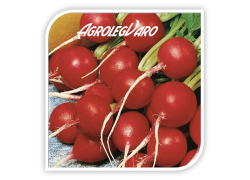 Seminte de ridichi VIENNA F1